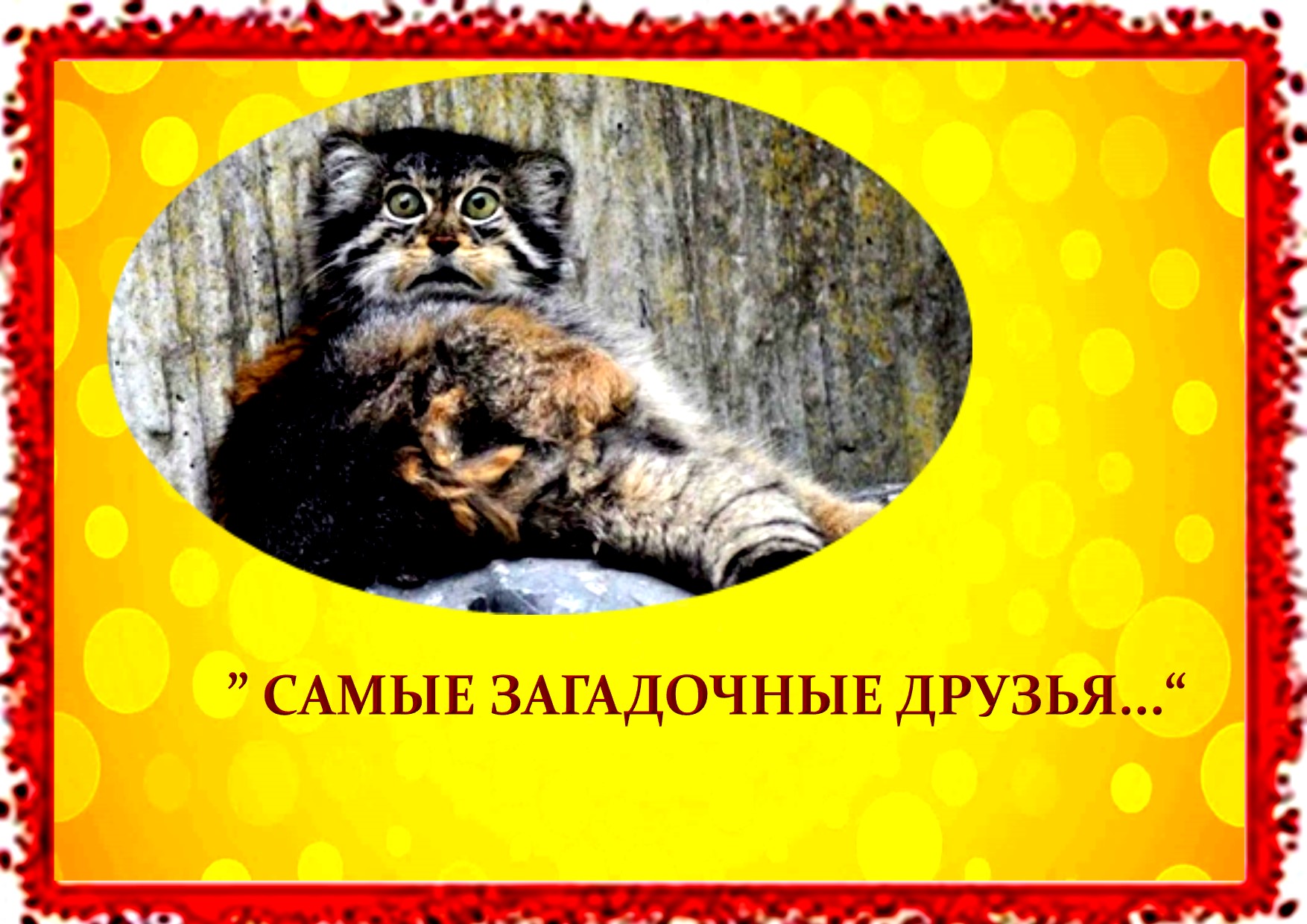 ЗАСТАВКА КОТ